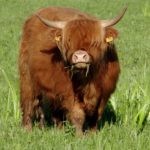 Highland Cow in Estonia