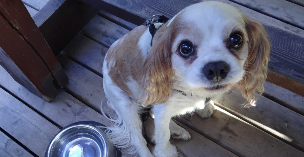 Butter would not melt? He's just spent the past 15 minutes whining for titbits...