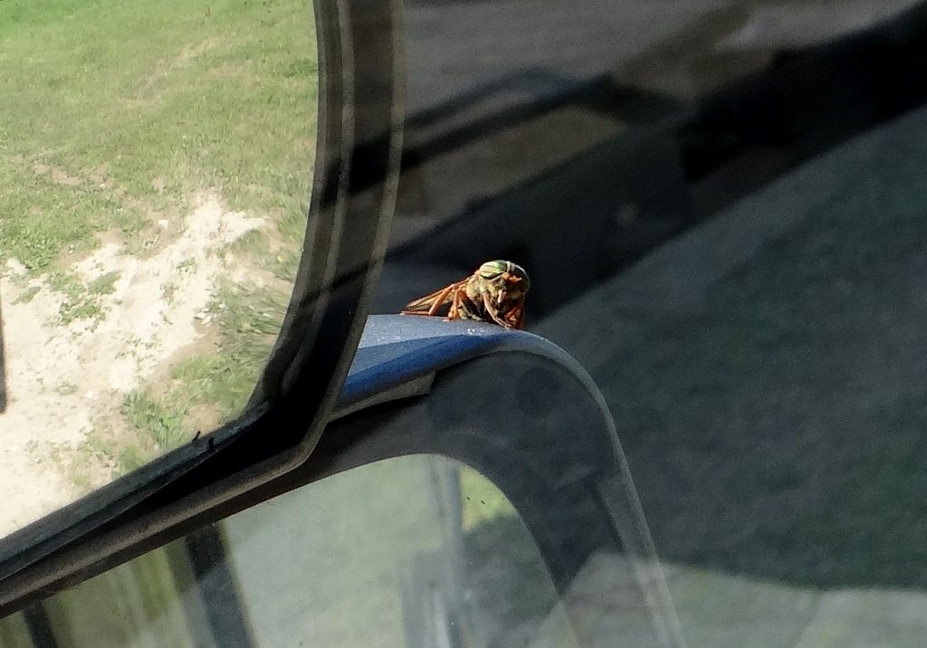 Insect in Soomaa National Park