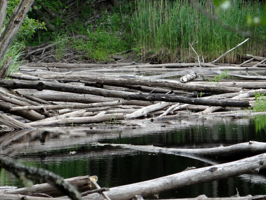 Soomaa National Park