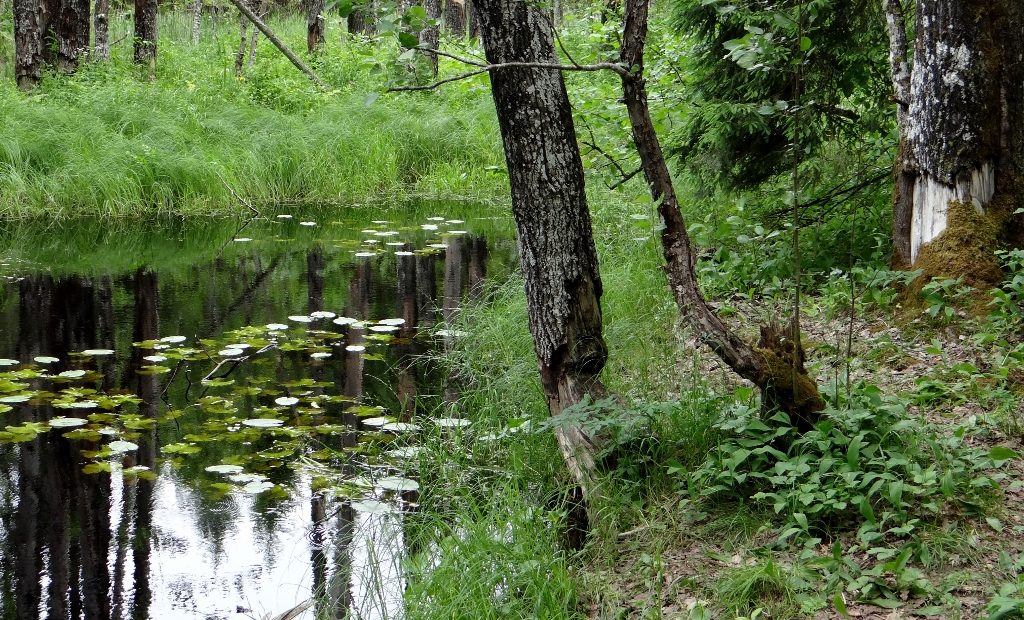 Soomaa National Park