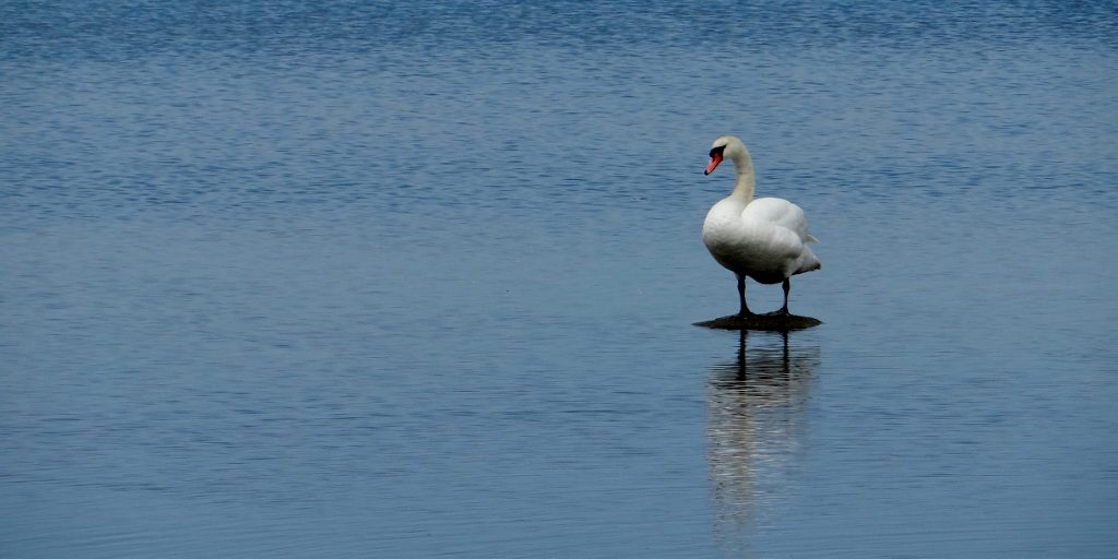 Swan Haapsalu, Estonia