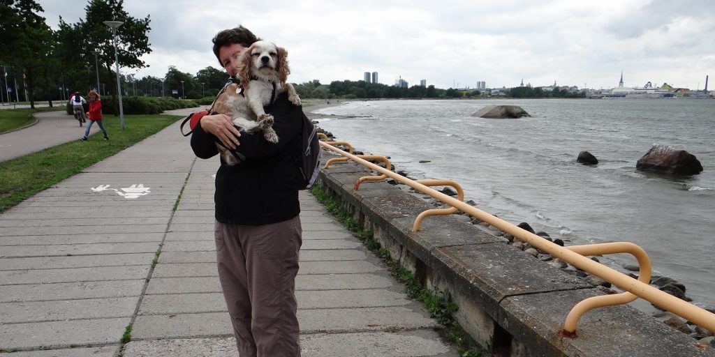 Charlie's paws didn't last the full 3 miles walk home!