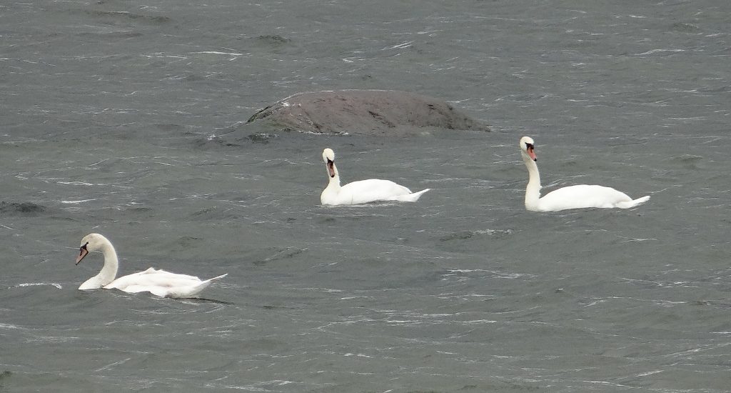 Swans in the Baltic. Signs tell you not to feed them