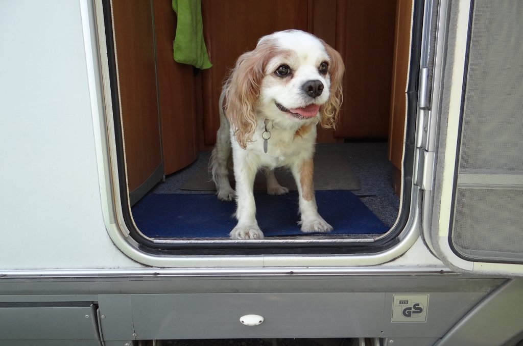 Charlie's bark-a-thon posiion whenever we turn up somewhere new: the poor thing has attempted to use his wee to claim land from the Sahara to Finland!