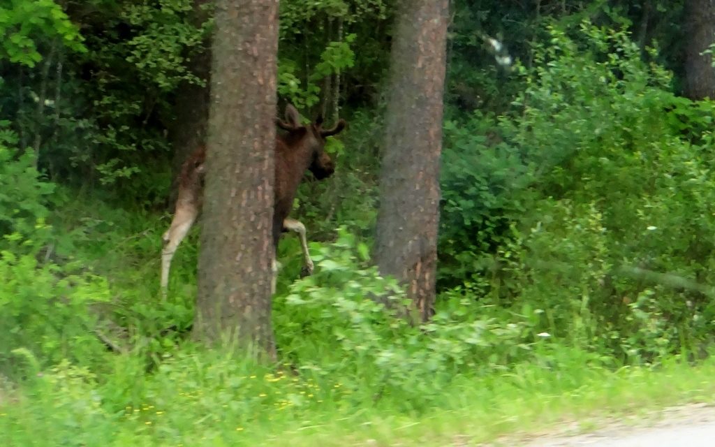 Moose Finland