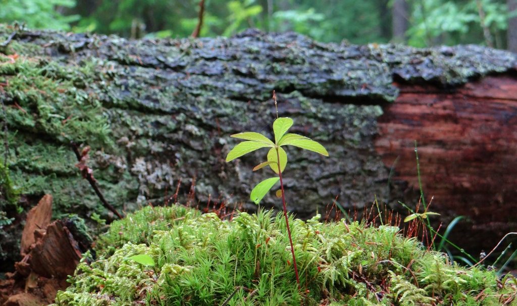 There are a fair few nature trails around the Puijo tower, but in the rain, they were not for us