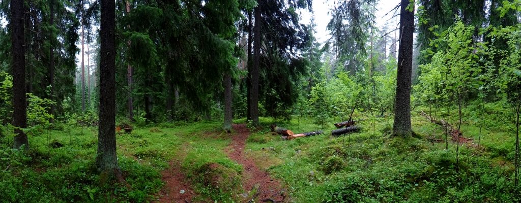 Puijo nature trail - well, the start of one of 'em before Charlie and I legged it back to Zagan