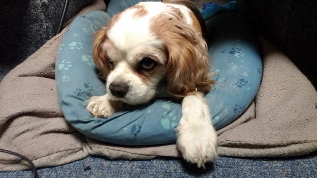 I didn't even get to vote and I have an EU Pet Passport!