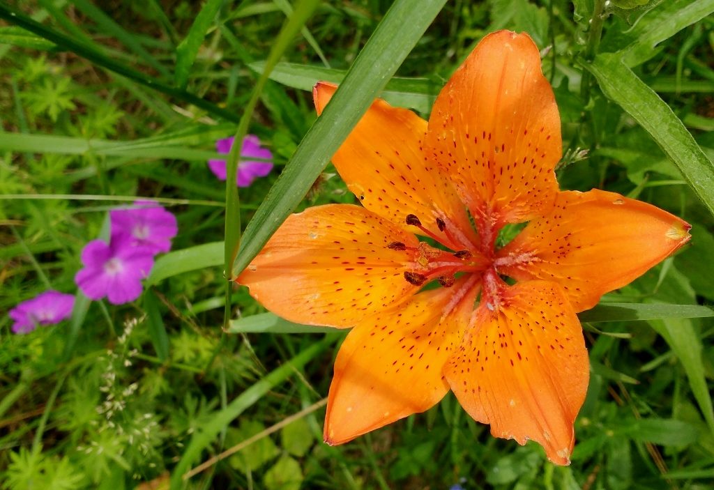 Orange Lilly