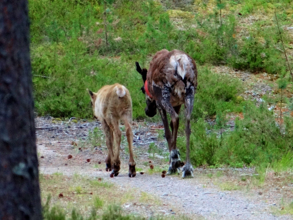 Reindeer Finland