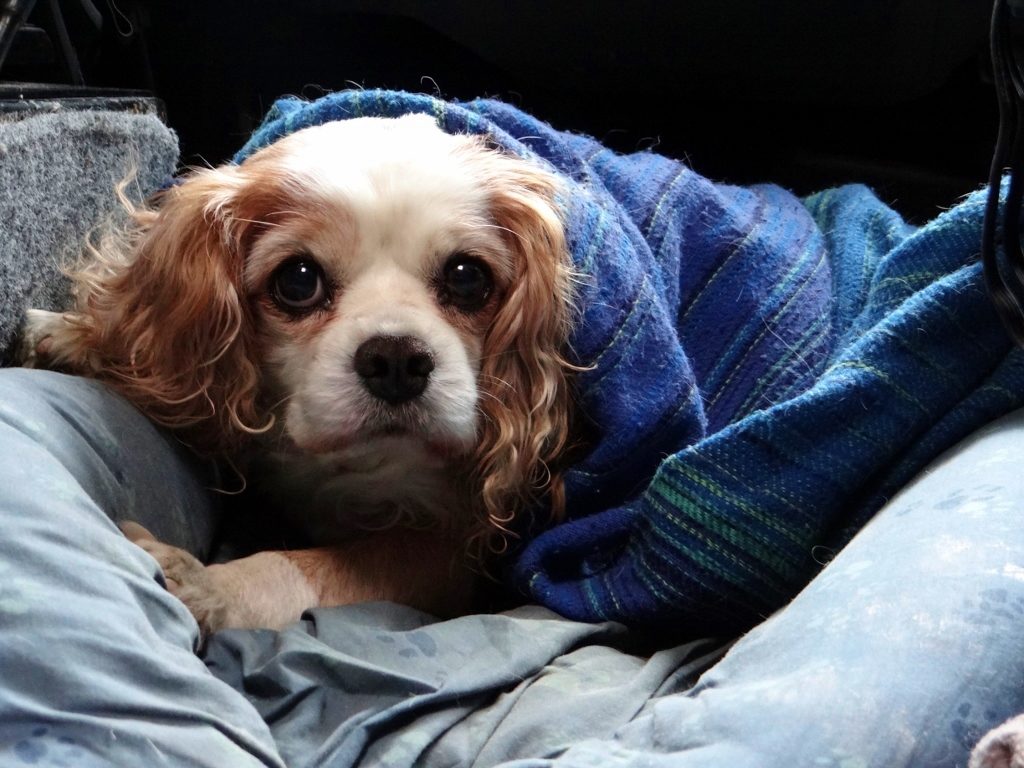 Cavalier King Charles Spaniel