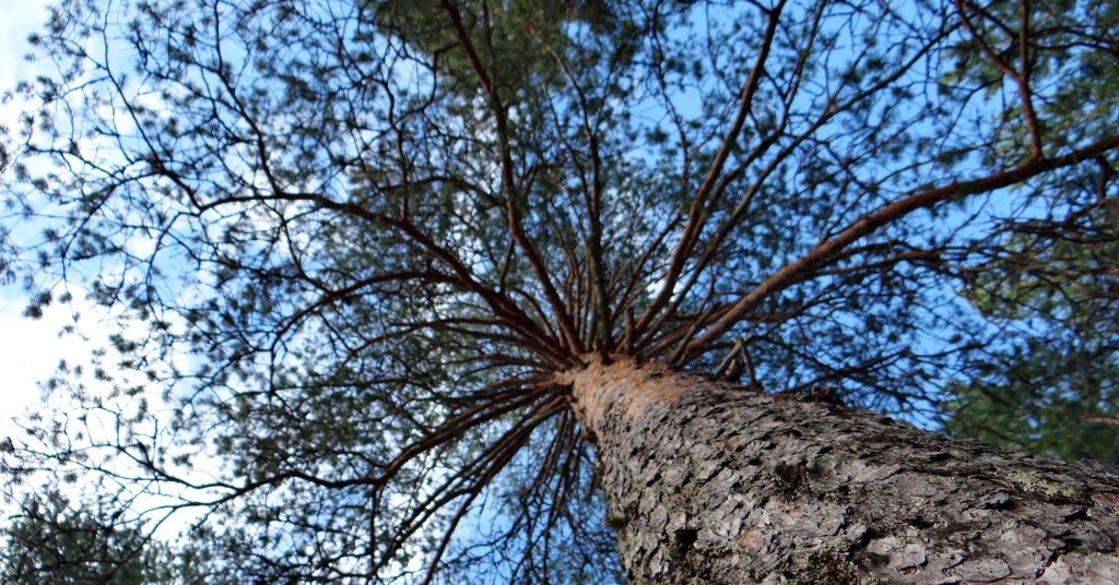 Trees! If you like trees (I do) then you'll go ape for Finland