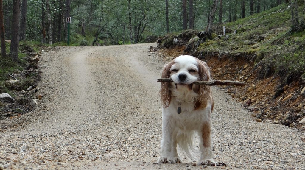 Charlie looking very smug on his forest wanderings earlier on