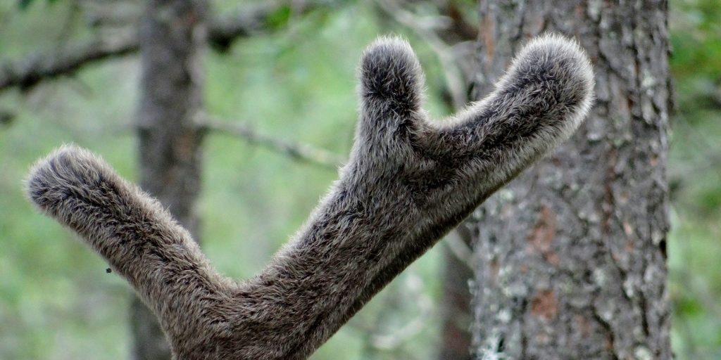 Furry antlers