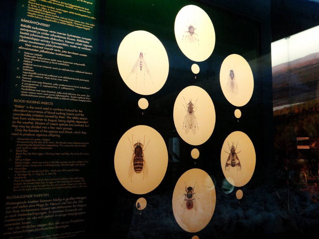 Blood sucking insects