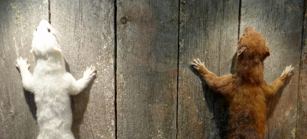 brown and white animal