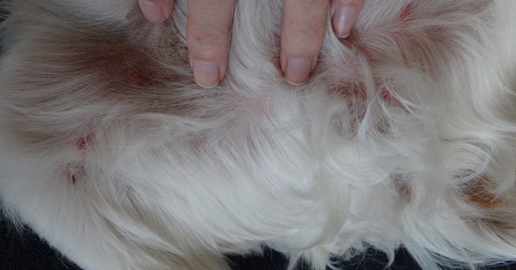 Charlie got more insect bites than we did in Finland, poor fella. They didn't seem to bother him though?