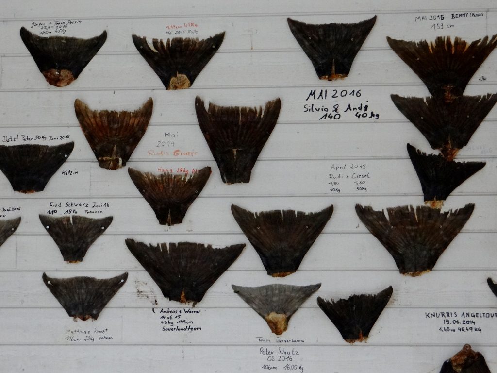 Massive fish tails hang outside the deep sea fishing office 