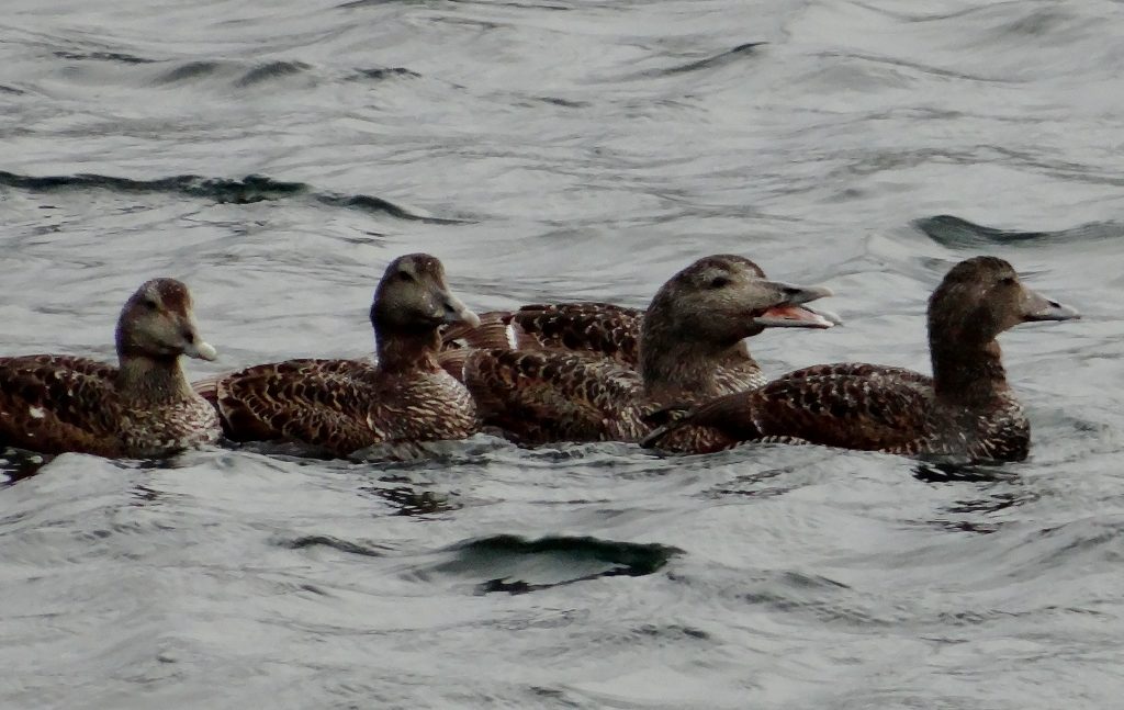 This lot are doing their own fishing in the harbour