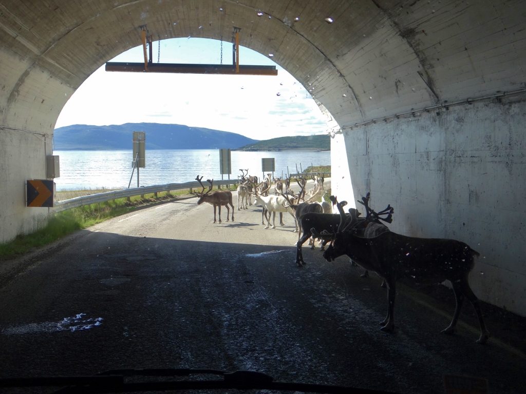 Gaaarrhh, get out of the way you crazy reindeer!