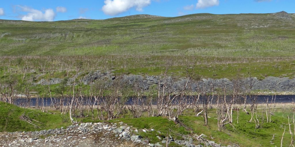 Thousands of dead trees, no idea why