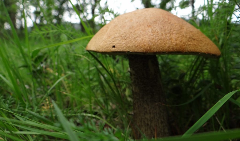 "This one's massive, I wonder if you can eat 'em?"