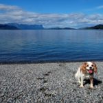Dog on beach Norway