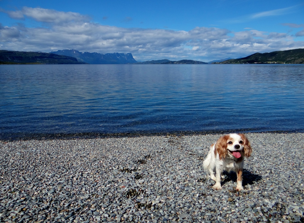 Dog on beach Norway