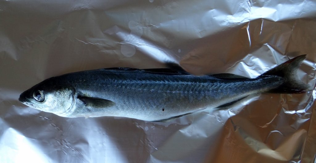 Baked this fella on the fire about 100m from where I caught him.