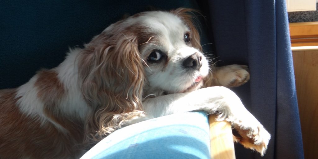 Charlie catching some Nordic rays