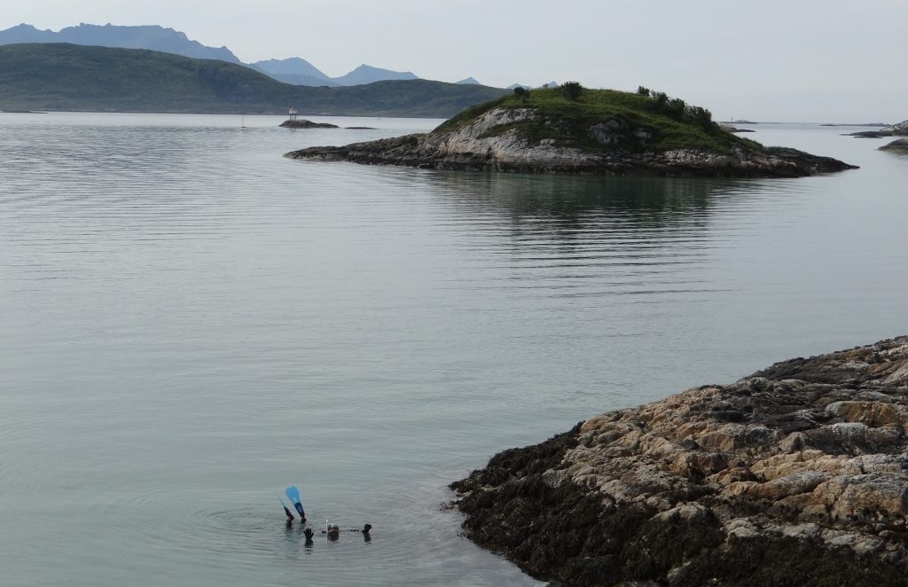 Second time snorkelling in the Arctic and this time it was cold! Managed to head-butt a football-sized jellyfish, which scared the bejesus out of me. Saw crabs, starfish, clams bigger then your fist, shoals of small fish, an eel and mussels, well worth the rubber-face feeling when I finally got out