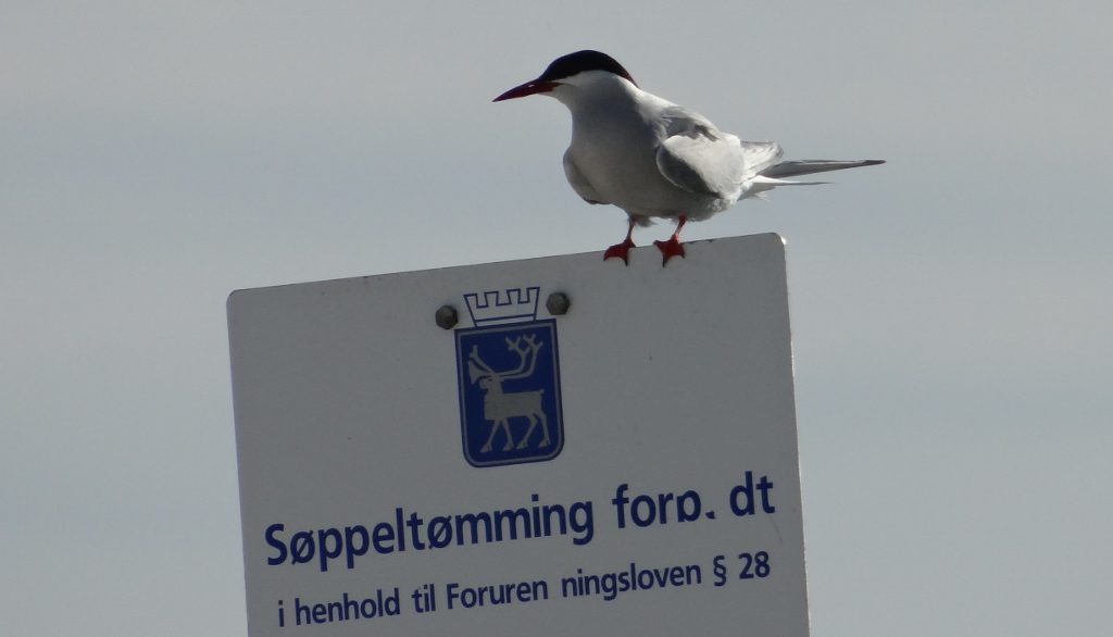 I walked across the beach earlier, needing to wear the camera bag as a helmet as one of these fellas attacked my noggin, drawing a wee bit of blood! Yes, I have seen The Birds, and yes, I do have new-found respect for these flying F16 fighterbirds!