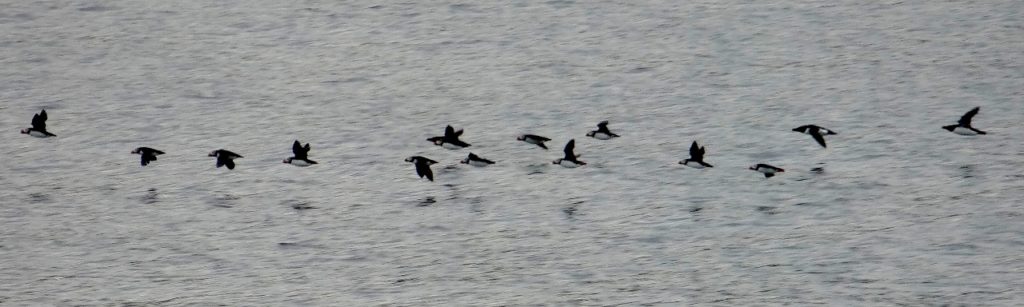 Puffins flying