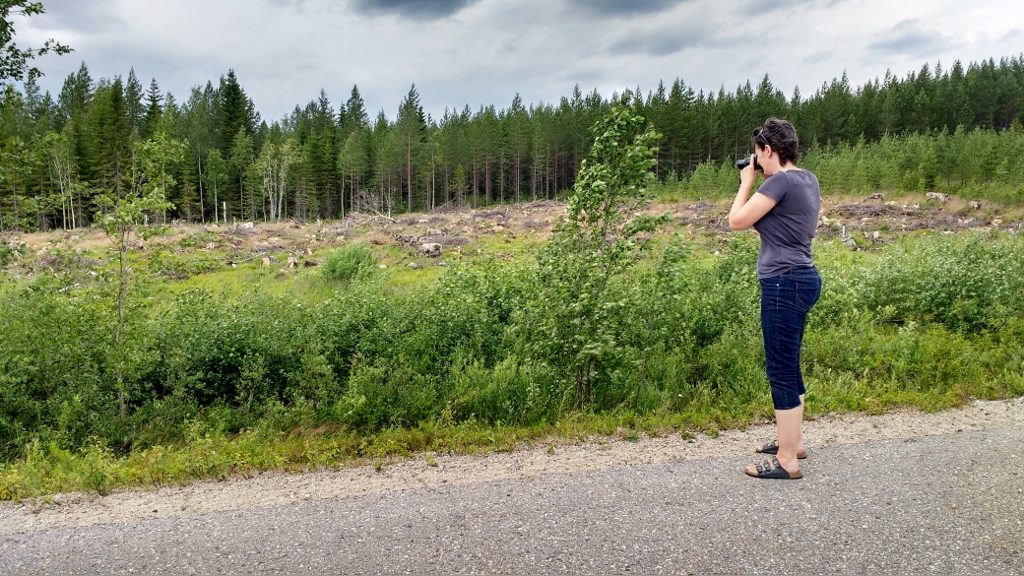 Photographing Reindeer Finland