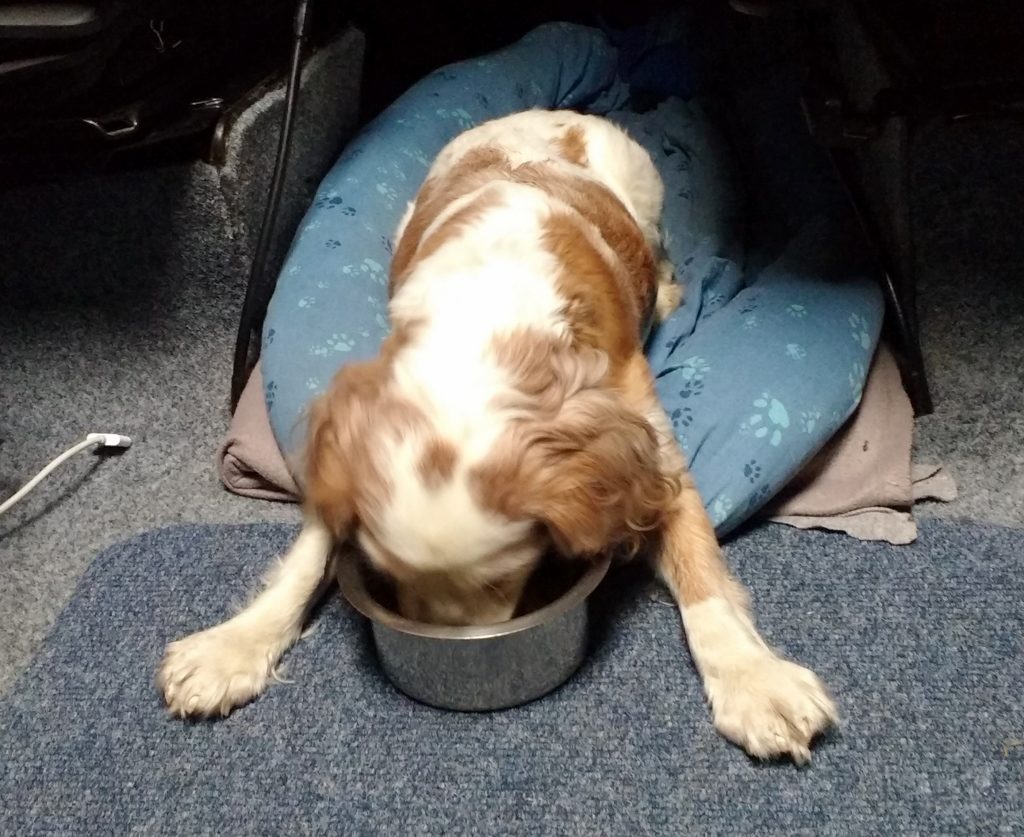 Dog breakfast in bed