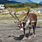 Reindeer and motorhome