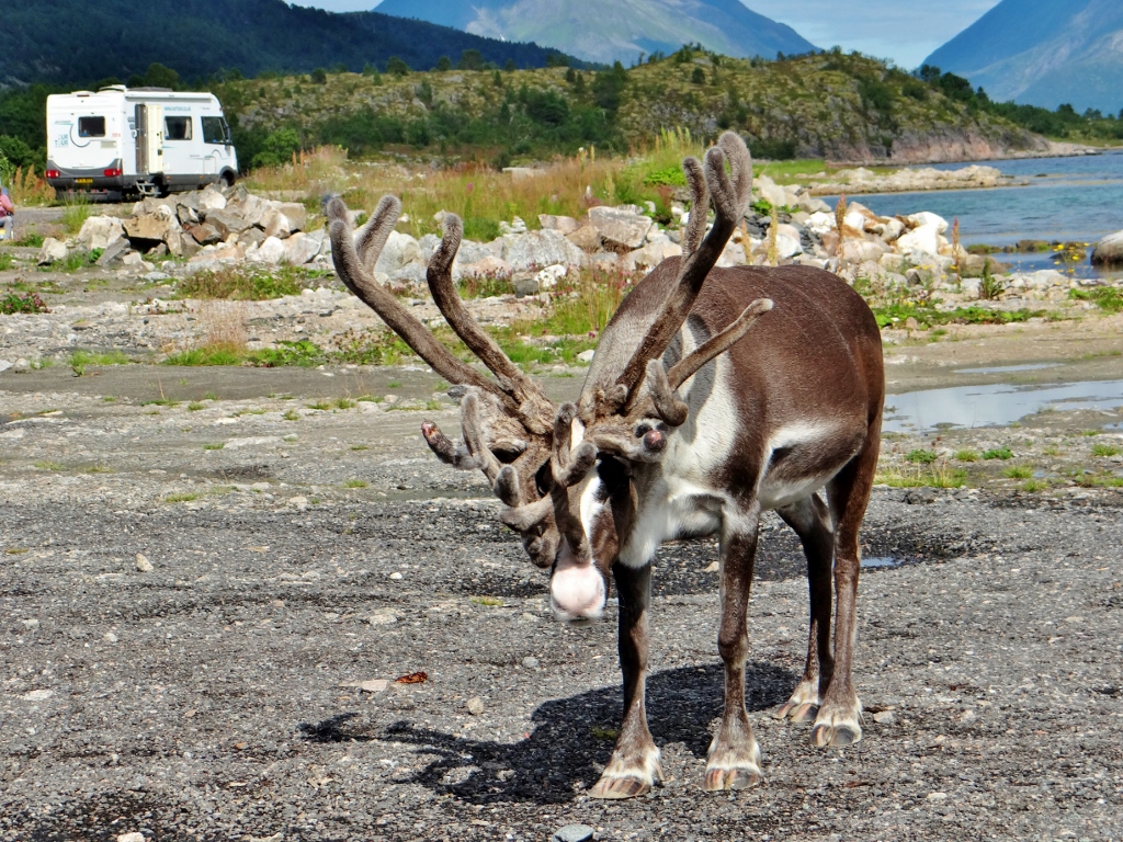 Reindeer and motorhome