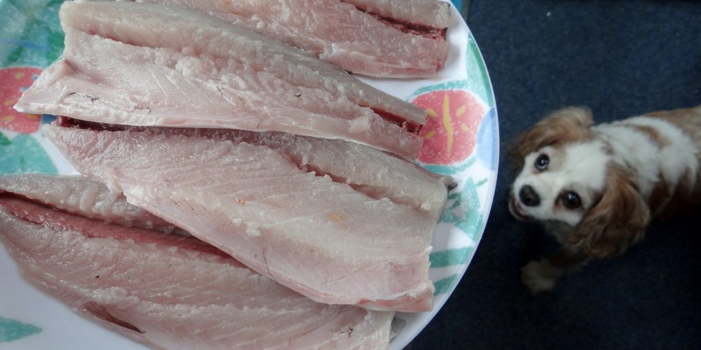 Charlie scored a few bits shaved off during filleting