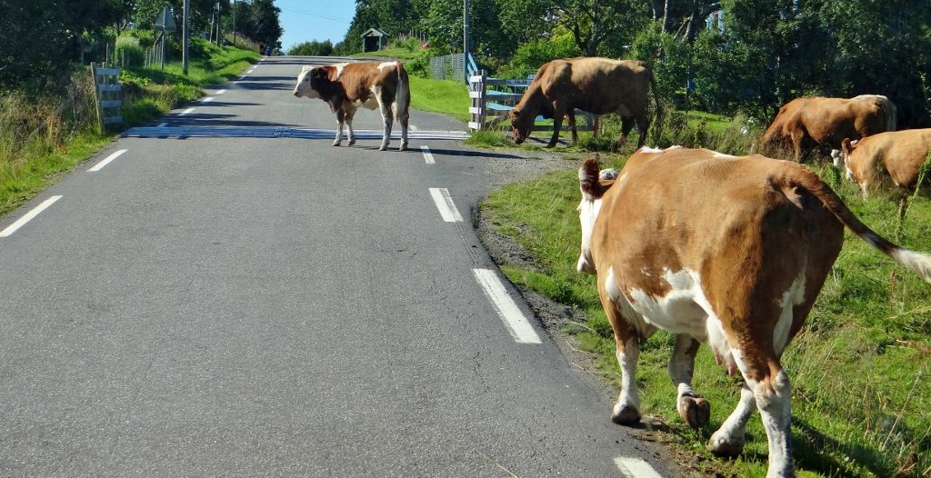 cows on road