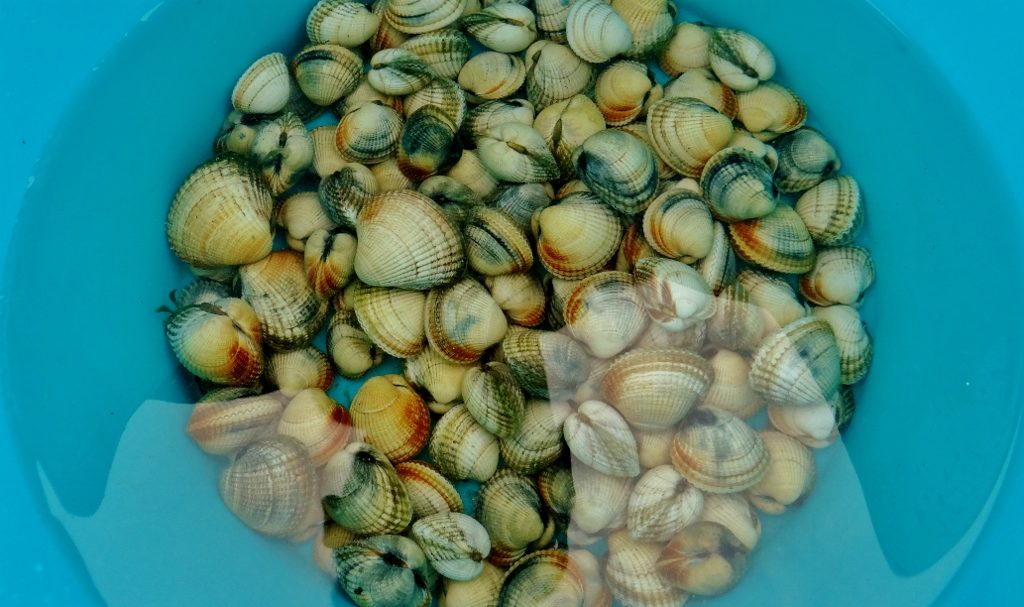 Cockles