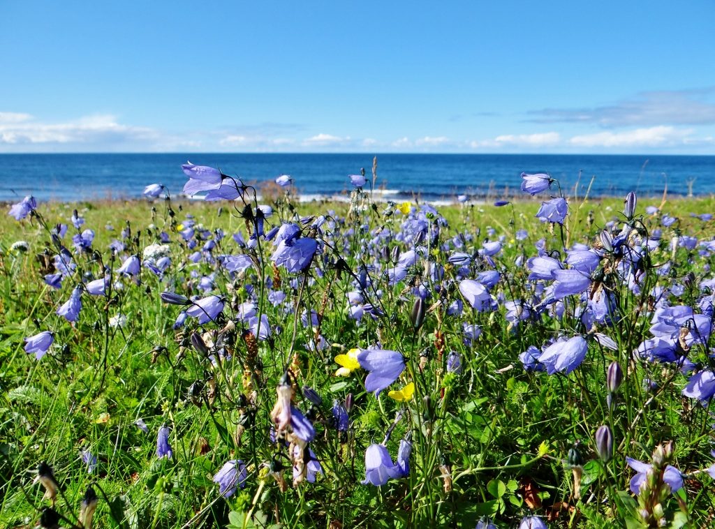 Bluebells in Lofoten Islands