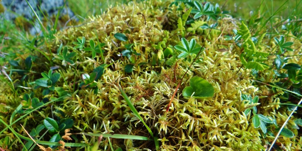 Ground in Lofoten Islands