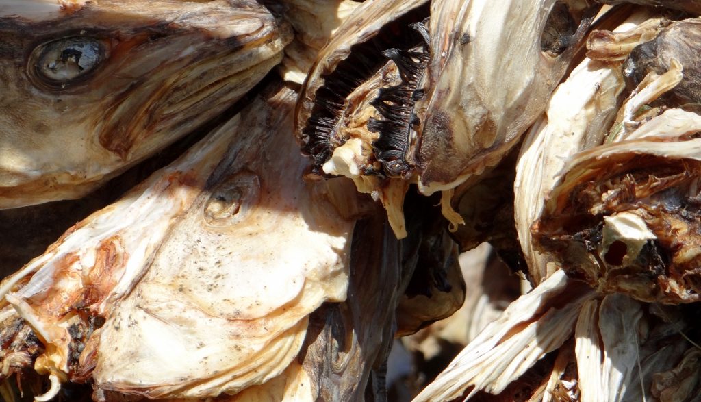 Dried cod heads (stockfish) in Å, Lofotens