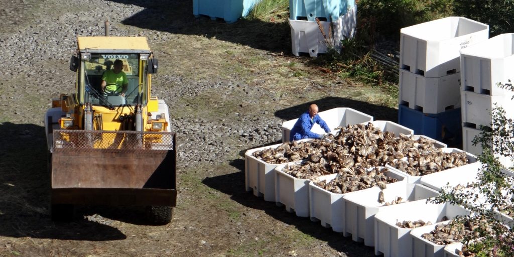 Cod head harvesting in Å, Lofotens