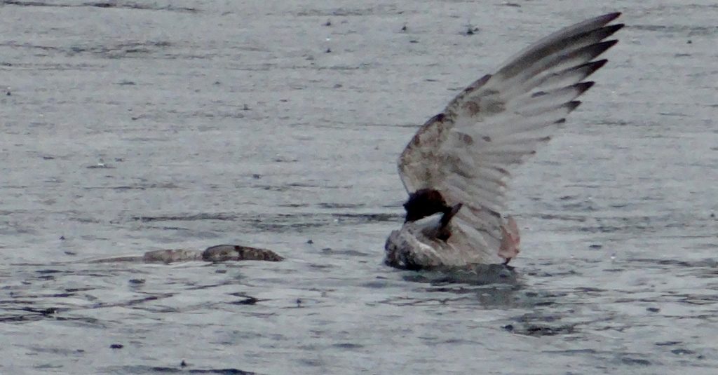 We couldn't work this out at first, seeing a seagull struggling on the surface. Eventually we realised a stoat-like animal had grabbed it, not a pleasant sight