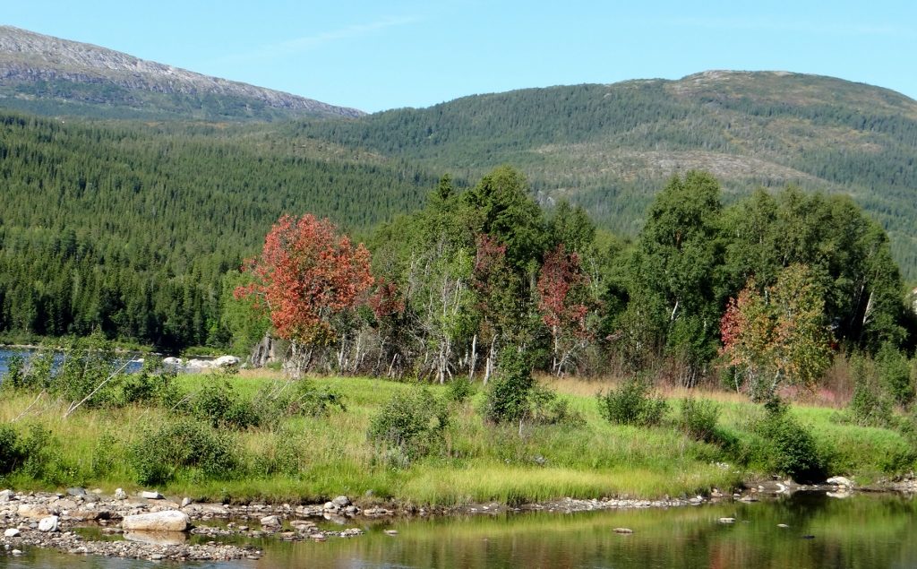 Autumn colours are starting to crop up in the Norwegian landscape now the end of August is here