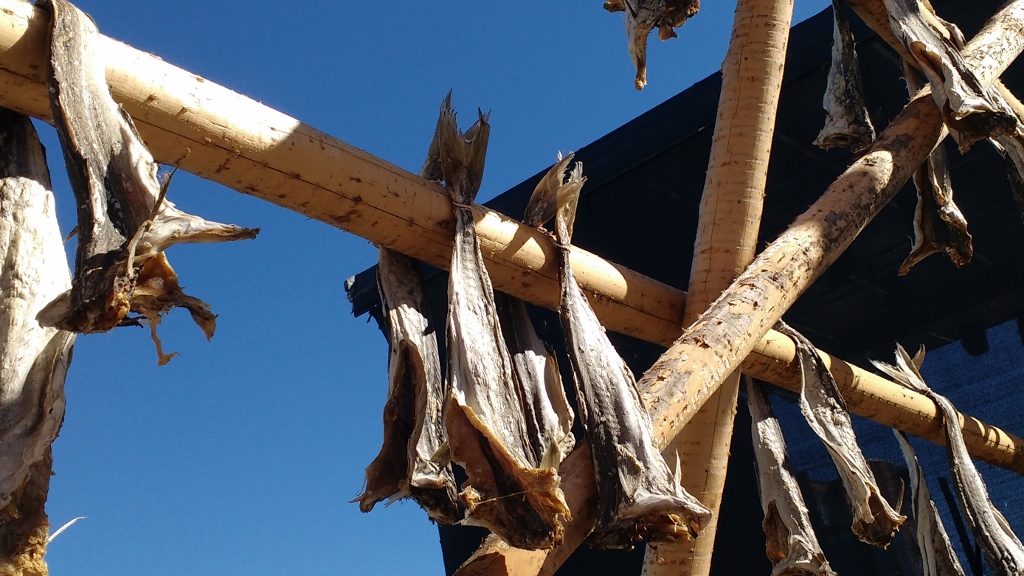 Drying cod at Nordic Harley Days