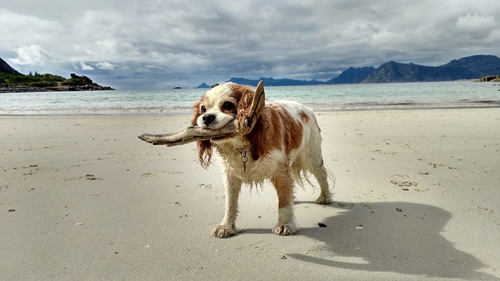 IMG_20160807_122708306_HDR (1024x576)