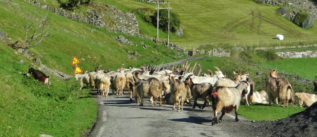 Slightly different Monday morning traffic jam